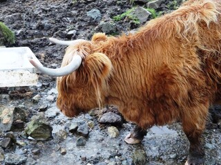 Isle of Skye cow