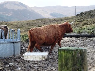 Isle of Skye cow