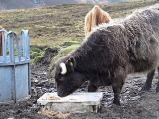 Isle of Skye cow