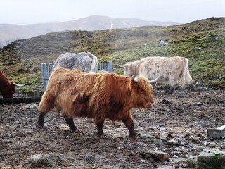 Isle of Skye cow