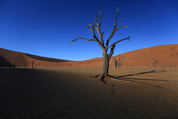 a very old dead acacia tree of Deadvlei clay pan in the namib desert