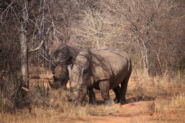 Fototapeta premium two white rhinos in the bushes of waterberg plateau in Namibia