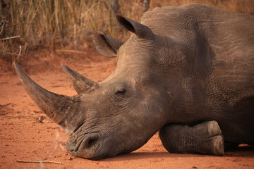 Obraz premium one single white rhino on the waterberg plateau, Namibia