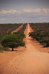 straight gravel road in the bush of Namibia
