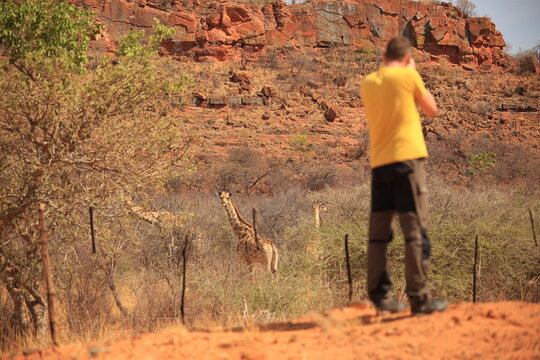 backside of a wildlife photographer which takes a picture of giraffes