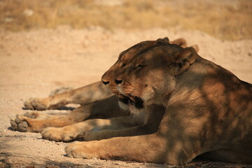 portrait picture of two lionesses in Etosha NP
