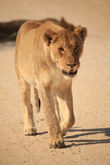a lioness on a gravel road in the dry etosha pan
