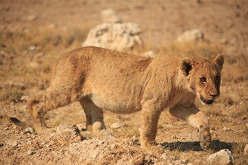 a lion cub in Etosha Nationalpark, Namibia