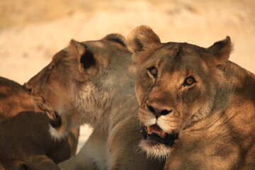portrait picture of two lionesses in Etosha NP
