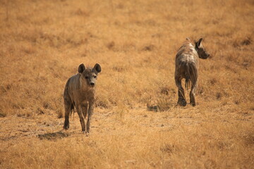 Fototapeta premium two spotted hyenas in Etosha NP