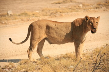 Naklejka premium a lioness on a gravel road in the dry etosha pan