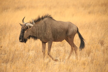 a wildebeest in the dry grasslands of Etosha NP