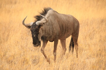 a wildebeest in the dry grasslands of Etosha NP