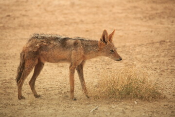 a black backed jackal in the dry savannah of Etosha NP