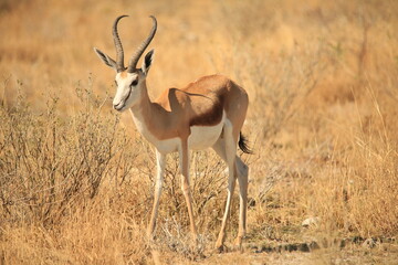 male springbok antelope in dry grass of Etosha NP