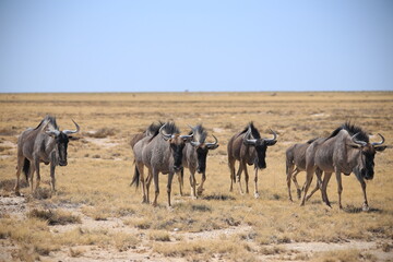a herd of wildebeests in the dry grasslands of Etosha NP