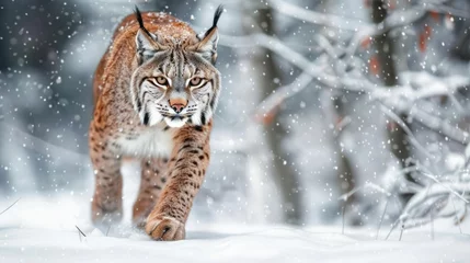 Foto auf Acrylglas Antireflex Snow nature. Lynx face walk. Winter wildlife in Europe. Lynx in the snow, snowy forest in February. Wildlife scene from nature, Slovakia. Winter wildlife in Europe © Artem