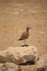 a temmnick's courser on a stone in Etosha NP