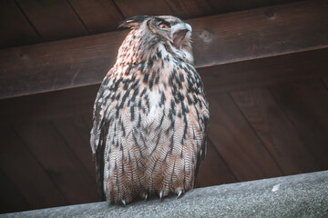Close-up of an Eurasian eagle-owl yawning