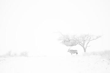 highkey picture of an oryx antelope seeking shade under an acacia tree