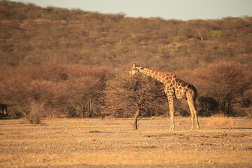 eating giraffe in the bushland of Namibia