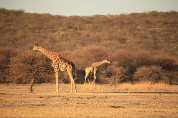 two giraffes in the bush of Namibia