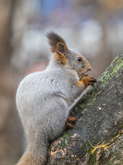 The squirrel with nut sits on tree in the autumn. Eurasian red squirrel, Sciurus vulgaris.