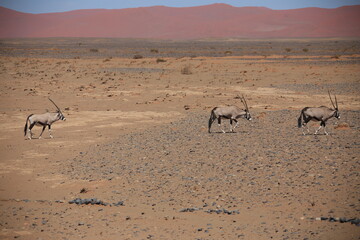 three oryx antelopes in the namib desert