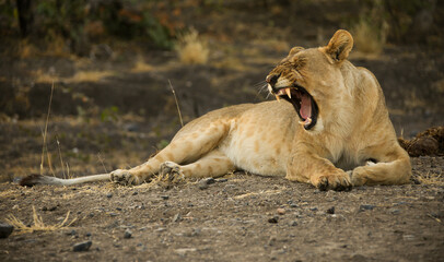 yawning lioness in Etosha NP