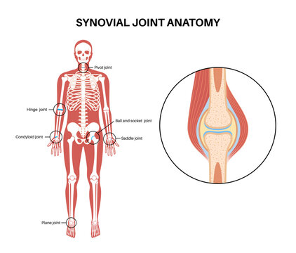 Synovial joint poster