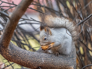 The squirrel with nut sits on tree in the autumn. Eurasian red squirrel, Sciurus vulgaris.