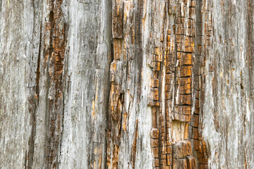 A closeup texture of an old and decaying tree with some burn traces in Salla National Park, Northern Finland