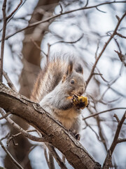 The squirrel with nut sits on tree in the autumn. Eurasian red squirrel, Sciurus vulgaris.