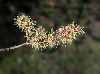 Witch Hazel resp.Hamamelis blooming in Winter,lower Rhine region,Germany