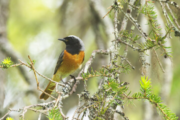 Colorful male Common redstart perched on a beautiful summer day in Salla National Park, Northern Finland	
