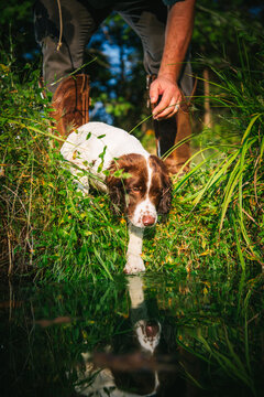 A 12 week old English Spaniel ventures cautiously into the water at the edge of a pond with the legs of a man behind him