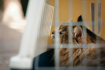 A melancholy feline confined in a carrier, on its way to the veterinary clinic.