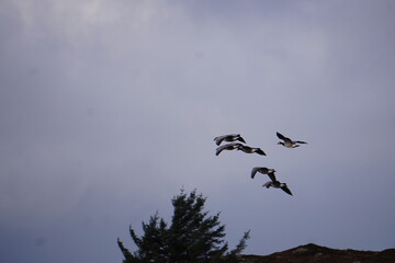 Dunscaith Castle, Isle of Skye, United Kingdom