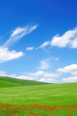 Fototapeta premium Spring, summer background. A green field with red flowers and a blue sky.