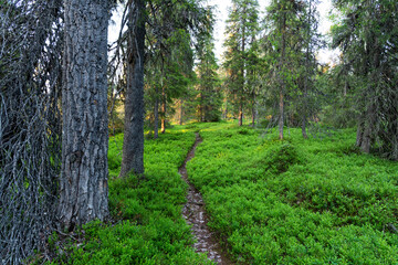 A small dirt path in the middle of summery forest in Salla National Park, Northern Finland