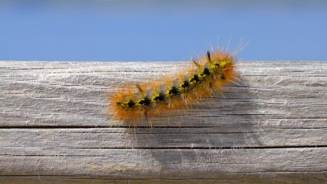 Establishing shot of nice furry caterpillar on wooden background in Vancouver, Canada, North America. Sunny. Day time on June 2023. Still camera view. ProRes 422 HQ.