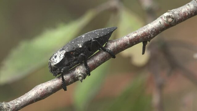 Black beetle with white upper shell on green background branch. Woodboring beetle or Capnodis tenebrionis with white dot on chest. Macro view of an insect in wildlife