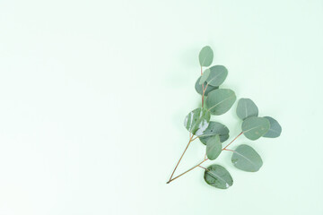 wedding or mothers day background green eucaliptus leaves over mint green background with copy space
