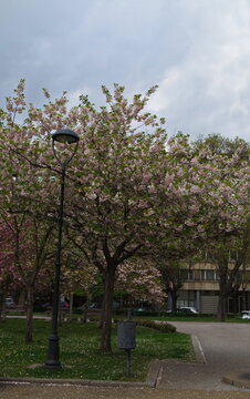 Photo with blooming with in red,  pink  and white colors of a Japanese cherry tree, Sofia, Bulgaria   