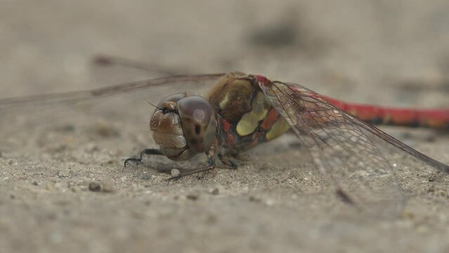 Large red Crocothemis erythraea, dragonfly in family Libellulidae, broad scarlet, common scarlet-darter, scarlet darter,in last stage of life, sits on hot sand of dirt road. Macro insect in wildlife