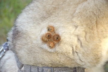A thistle or burdock hangs from the dog's hair.