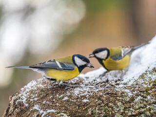 Cute bird Great tit, songbird sitting on a branch with snow in the autumn or winter.