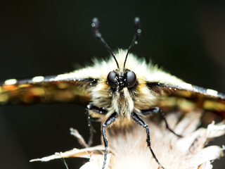 Zerynthia rumina