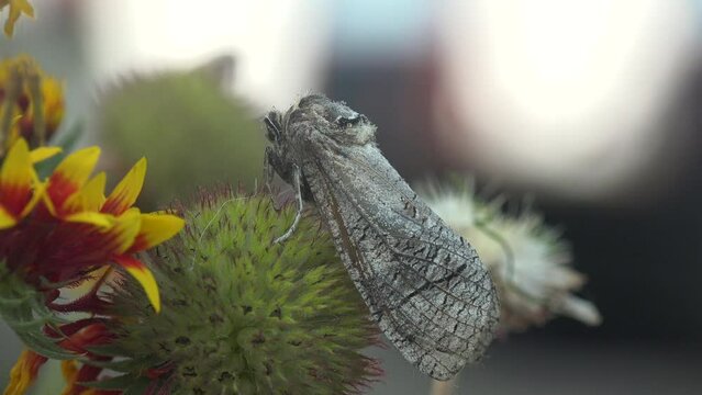 Large Gray Pinion, Green Fruitworm (Lithophane georgii, Noctuinae, George's pinion moth) sitting on flower in field, View macro insect in wildlife 4k