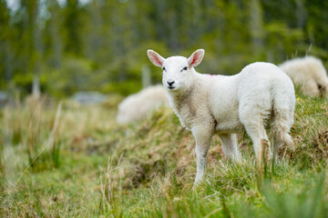 Obraz premium Sheep marked with colorful dye grazing in green pastures. Adult sheep and baby lambs feeding in green meadows of Ireland.